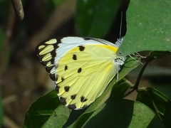 Belenois