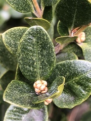 Eurytetranychus buxi