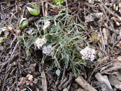 Lomatium geyeri