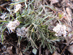 Lomatium geyeri