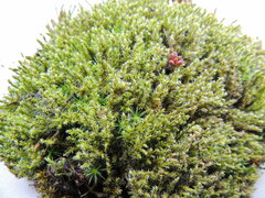 Racomitrium canescens