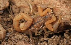 Uroplectes planimanus