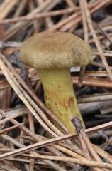 Cortinarius thiersii