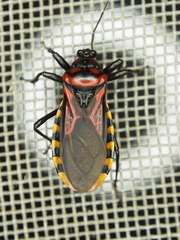 Brontostoma colossus