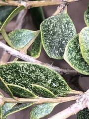 Eurytetranychus buxi