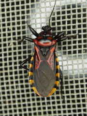 Brontostoma colossus