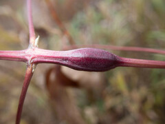 Neolasioptera clematidis