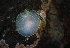 Acanthodoris hudsoni