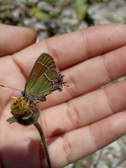 Callophrys xami xami