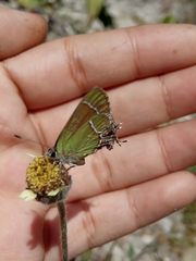 Callophrys xami xami