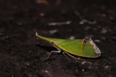 Odontoptera carrenoi