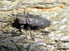 Chrysobothris affinis