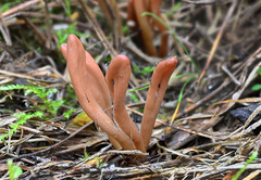 Microglossum rufescens
