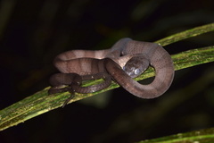 Dipsas indica indica