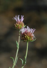Monardella australis cinerea