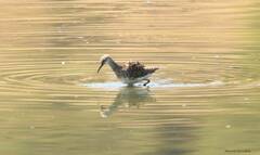 Calidris pugnax