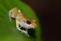 Pristimantis zeuctotylus