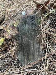 Phycomyces