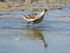 Calidris pugnax