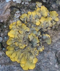Xanthoria