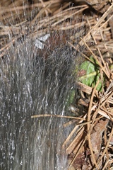Phycomyces