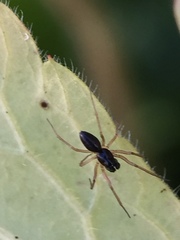 Linyphiidae