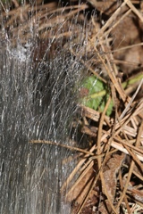 Phycomyces