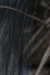 Phycomyces