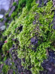 Rhynchostegium