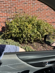 Gelsemium sempervirens