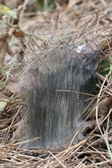 Phycomyces