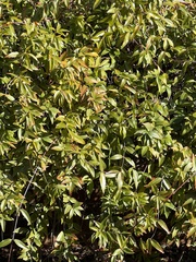 Gelsemium sempervirens