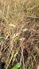 Rubus cuneifolius