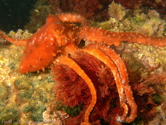 Callistoctopus macropus