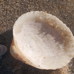 Lunarca ovalis