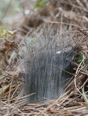 Phycomyces