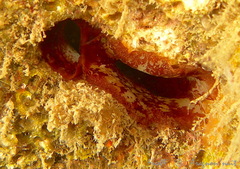 Lithophaga lithophaga