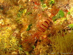 Palaemon serratus