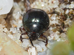 Lamprobyrrhulus nitidus