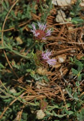 Monardella australis cinerea