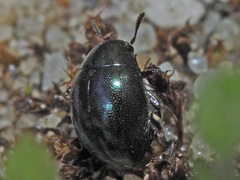 Lamprobyrrhulus nitidus