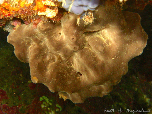 Photo of Bath sponge (Spongia officinalis)