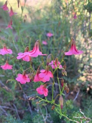 Hermannia grandiflora