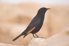 Onychognathus tristramii