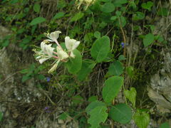 Lonicera caprifolium