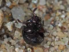 Lamprobyrrhulus nitidus