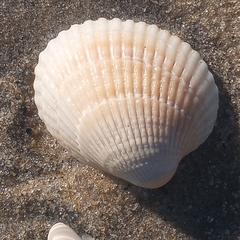 Lunarca ovalis