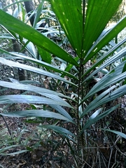 Calamus formosanus