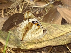 Junonia oenone oenone