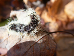 Acronicta americana